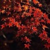 花开花祈梦