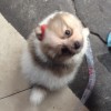 安好是福