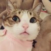 瓜皮