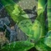 ゞ余寻梦中燕ゞ